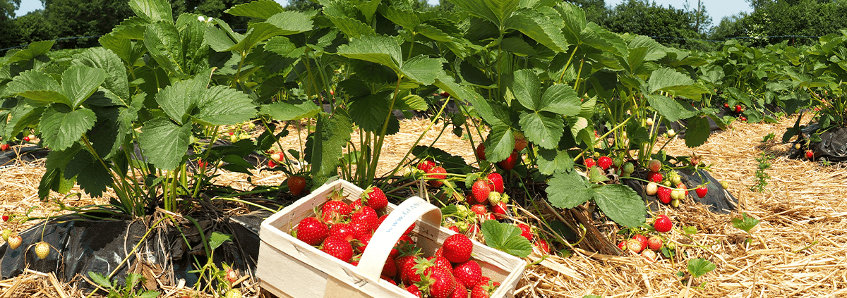 Körbchen mit frischen Erdbeeren direkt vom Feld in Oer-Erkenschwick im Kreis Recklinghausen